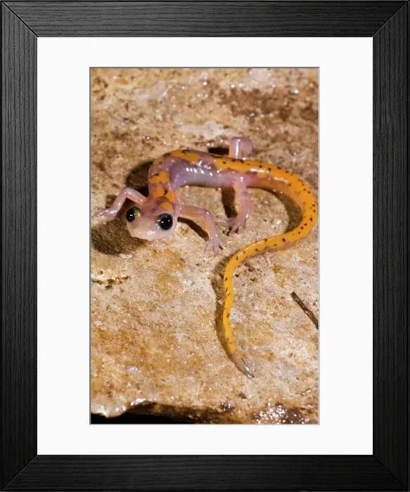 Framed Print : Cave Salamander, Eurycea lucifuga Framed Print : Cave Salamander, Eurycea lucifuga