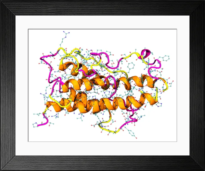Framed Print : Model of Human Growth Hormone Framed Print : Model of Human Growth Hormone