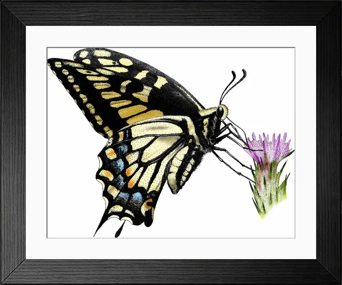 Framed Print : Anise swallowtail butterfly Framed Print : Anise swallowtail butterfly