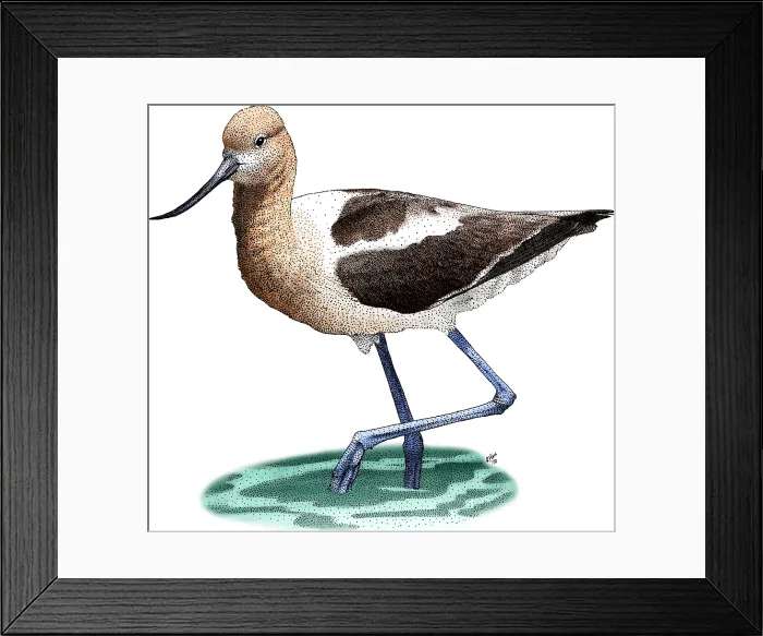 Framed Print : American Avocet Framed Print : American Avocet