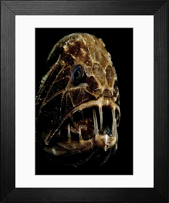 Framed Print : Fangtooth. The Fangtooth, Anoplogaster cornuta