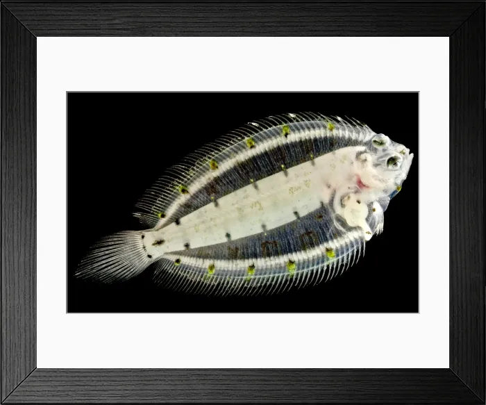Framed Print : Deepwater Dab
