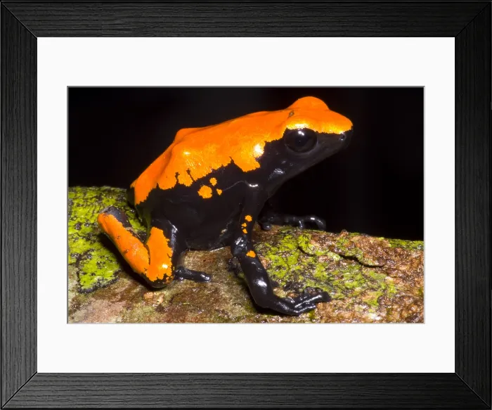 Framed Print : Splash Backed Poison Frog Framed Print : Splash Backed Poison Frog