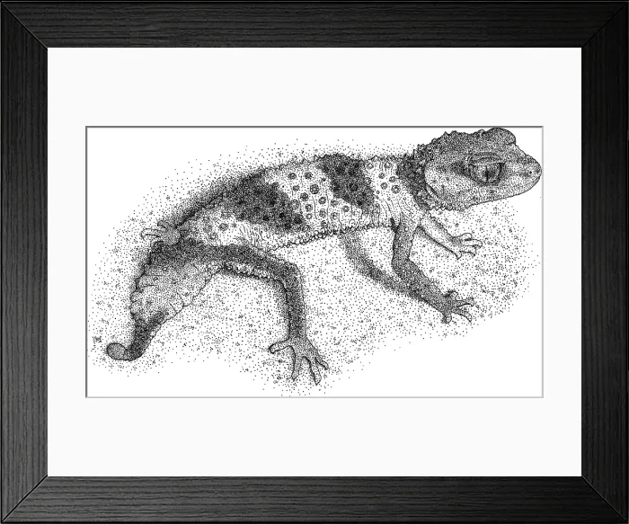 Framed Print : Banded Knob Tailed Gecko Framed Print : Banded Knob Tailed Gecko