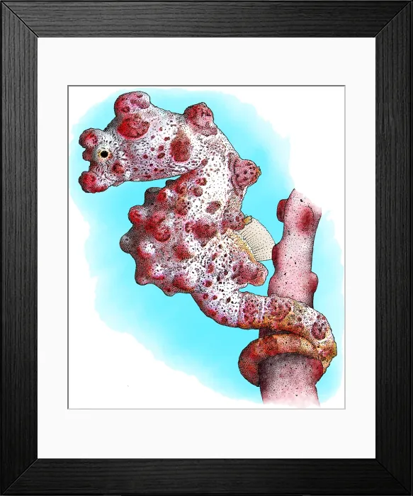 Framed Print : Pygmy Seahorse, Illustration Framed Print : Pygmy Seahorse, Illustration