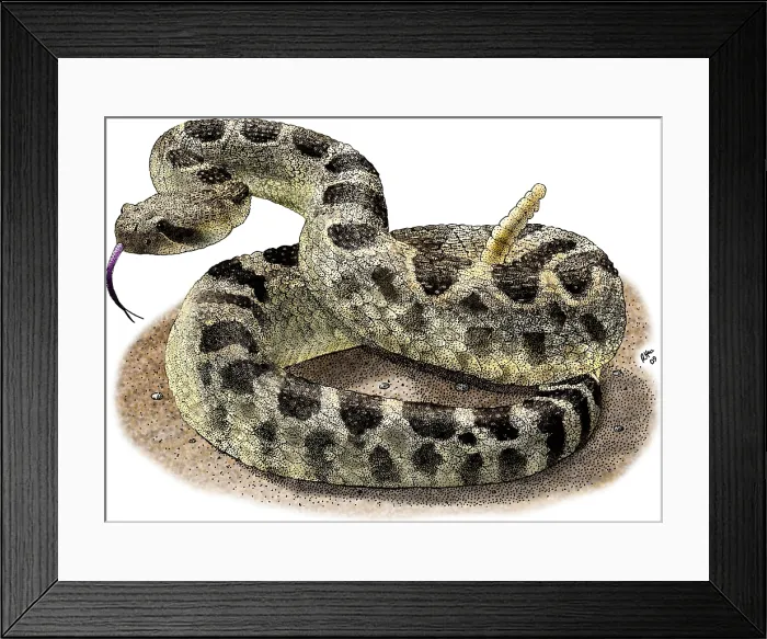 Framed Print : Northern Pacific Rattlesnake Framed Print : Northern Pacific Rattlesnake