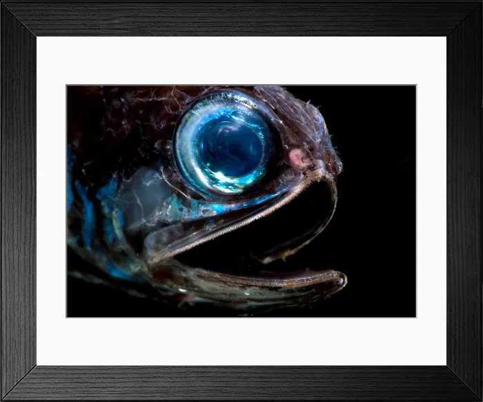 Framed Print : Lanternfish (Bolinichthys supralateralis)