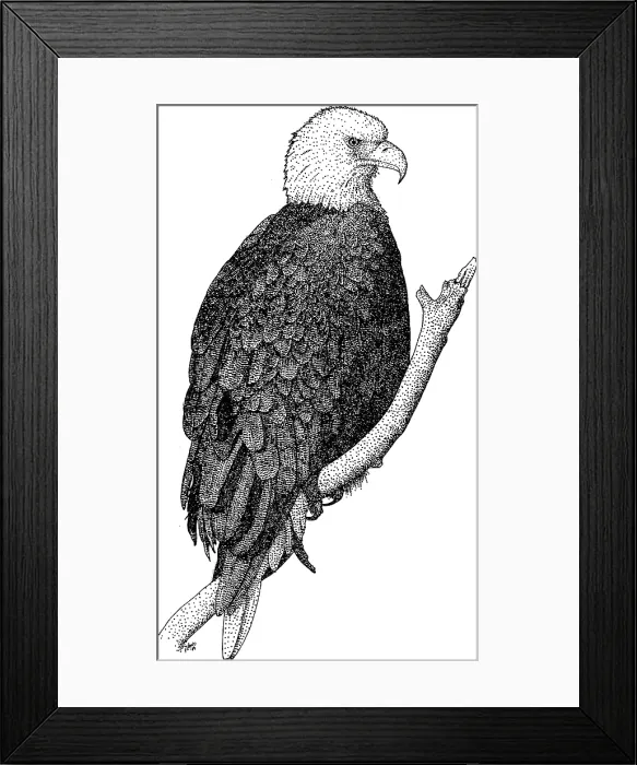 Framed Print : American Bald Eagle Framed Print : American Bald Eagle