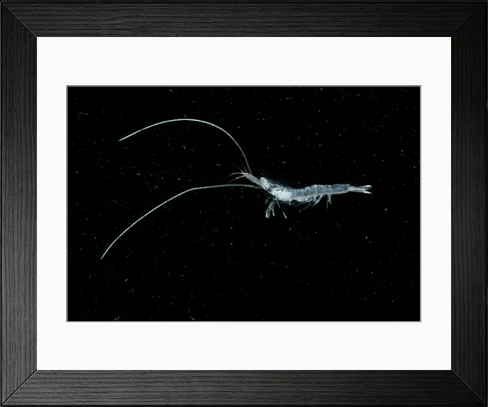 Framed Print : Shrimp (Funchalia villosa) Framed Print : Shrimp (Funchalia villosa)