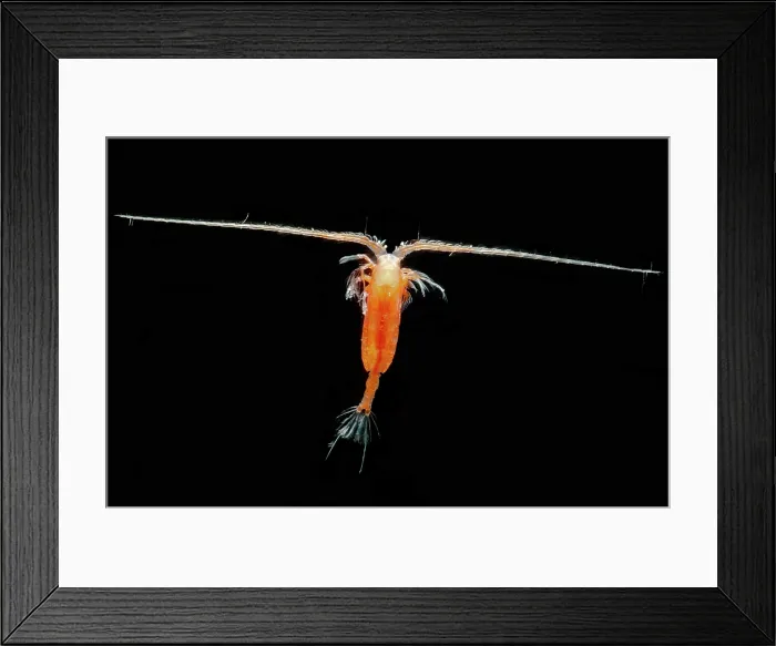 Framed Print : Mesopelagic Copepod