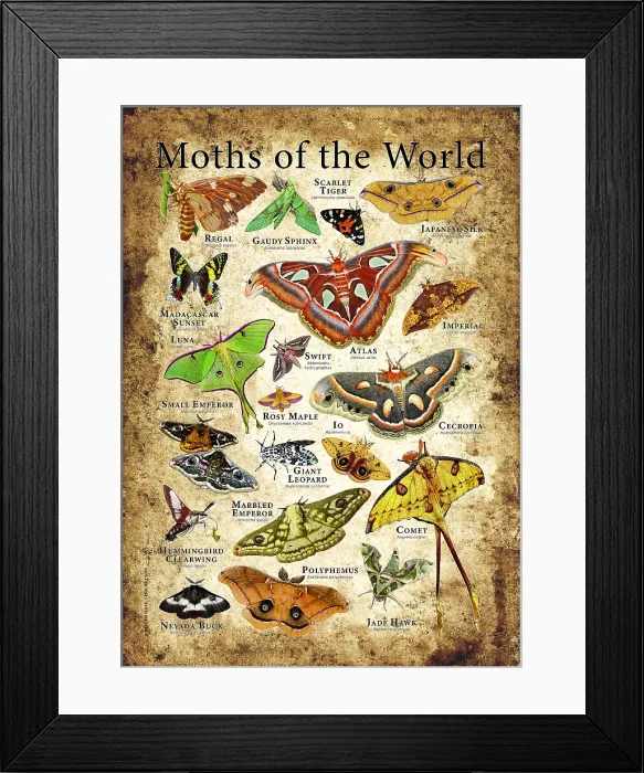 Framed Print : Moths of the World Framed Print : Moths of the World
