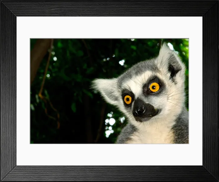 Framed Print : Ring-tailed lemur Framed Print : Ring-tailed lemur