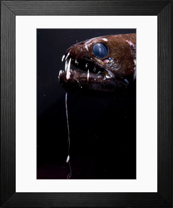 Framed Print : Dragonfish Framed Print : Dragonfish