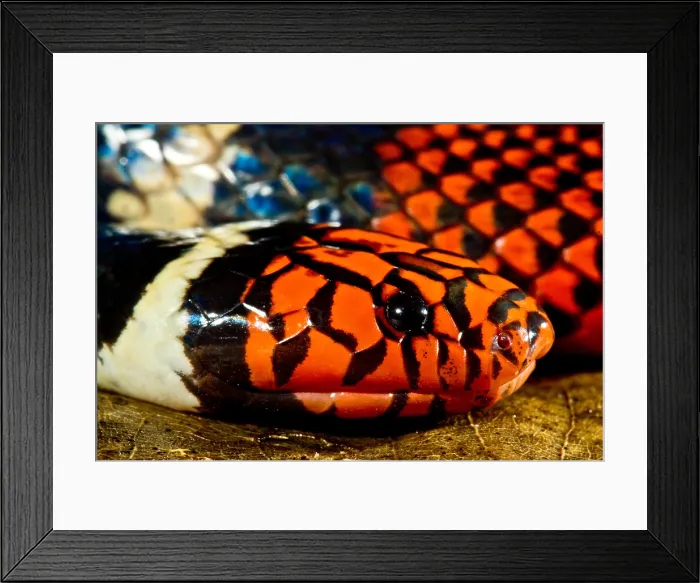 Framed Print : Surinam Coralsnake