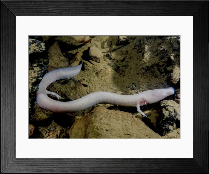 Framed Print : The Olm (Proteus anguinus) Framed Print : The Olm (Proteus anguinus)