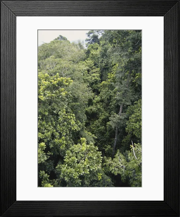 Framed Print : Rainforest in Panama Framed Print : Rainforest in Panama