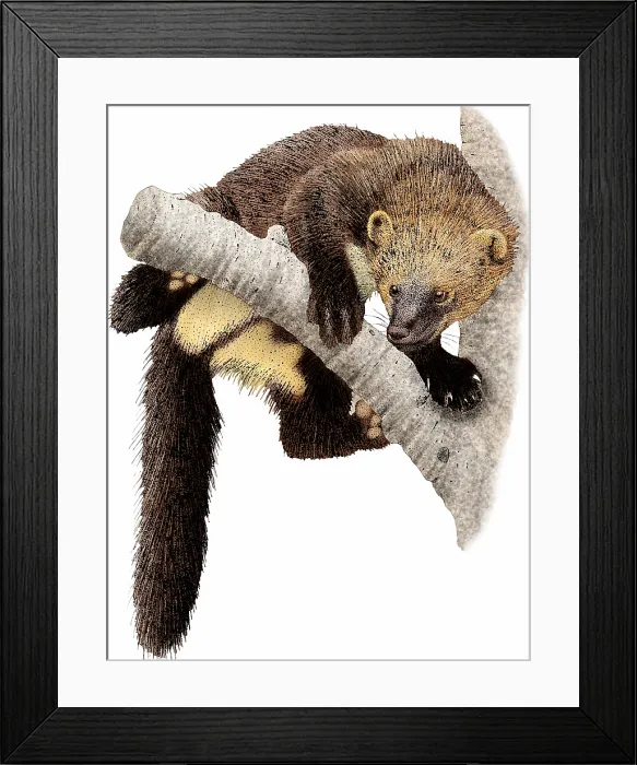 Framed Print : Fisher (Martes pennanti) illustration Framed Print : Fisher (Martes pennanti) illustration