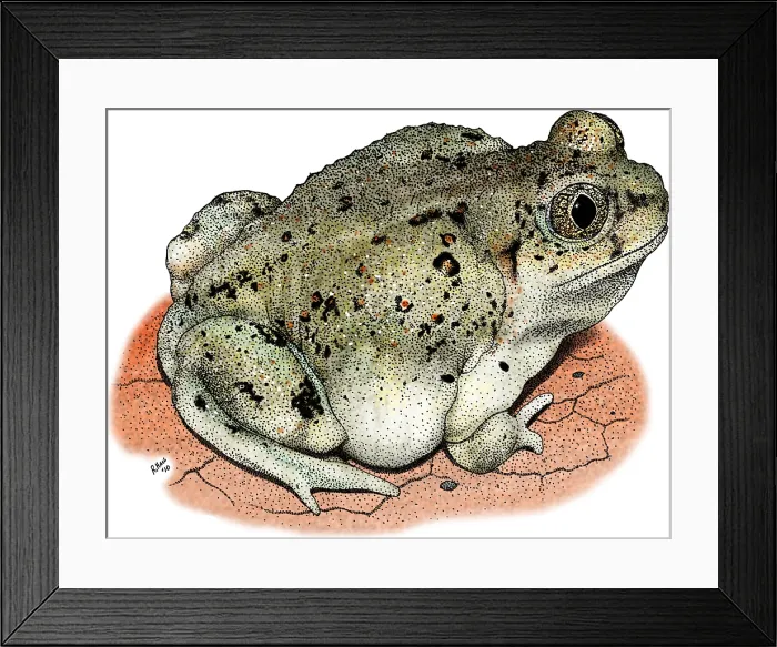 Framed Print : Western Spadefoot Toad Framed Print : Western Spadefoot Toad