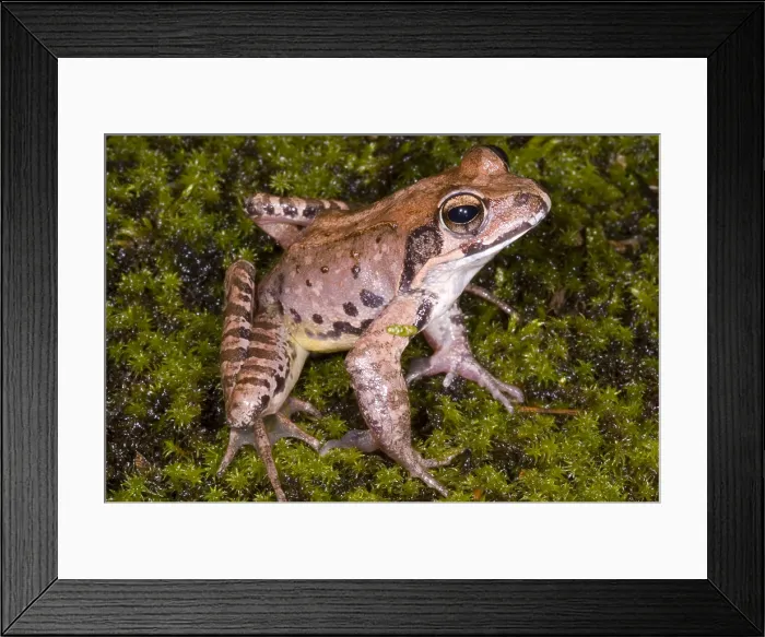 Framed Print : Japanese Ranid Frog Framed Print : Japanese Ranid Frog