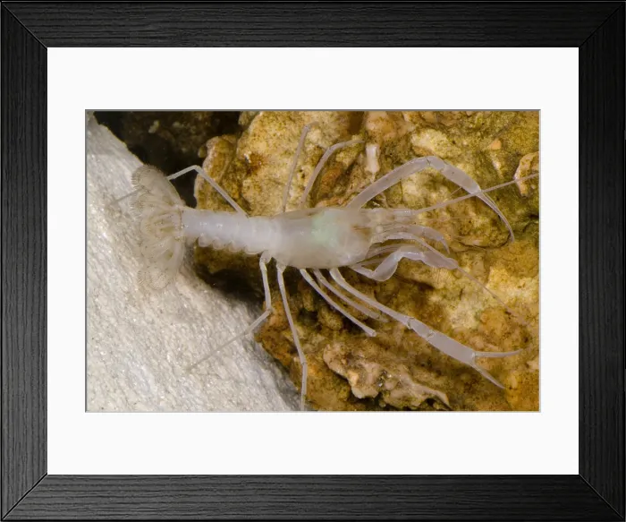 Framed Print : McLane's Cave Crayfish Framed Print : McLane's Cave Crayfish
