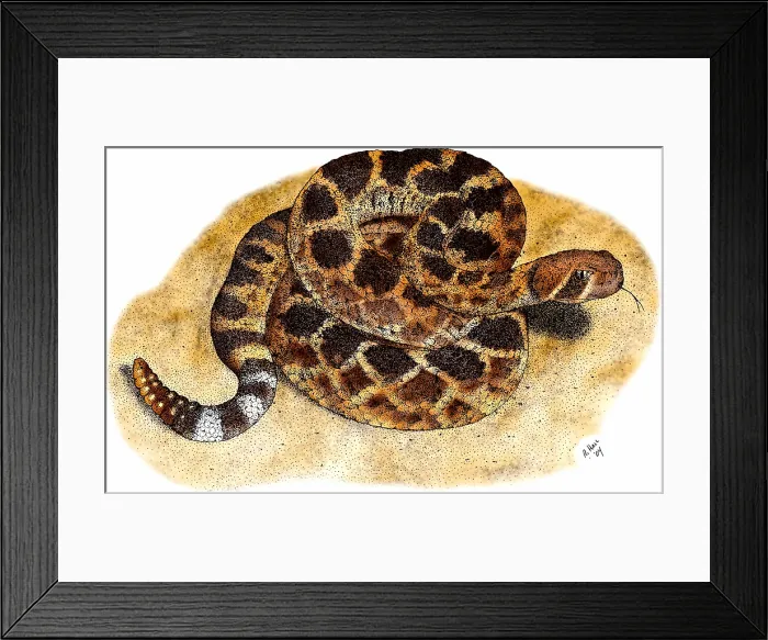 Framed Print : Western Diamondback Rattlesnake Framed Print : Western Diamondback Rattlesnake