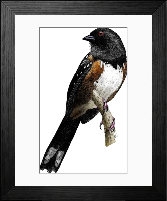 Framed Print : Spotted Towhee Framed Print : Spotted Towhee