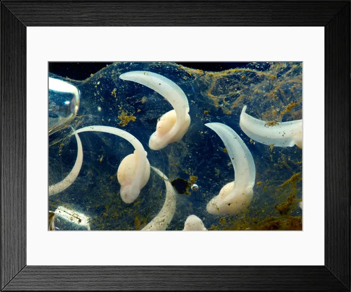 Framed Print : Rosy Ground Frog Eggs Framed Print : Rosy Ground Frog Eggs