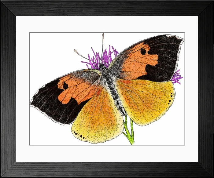 Framed Print : California dog face butterfly Framed Print : California dog face butterfly