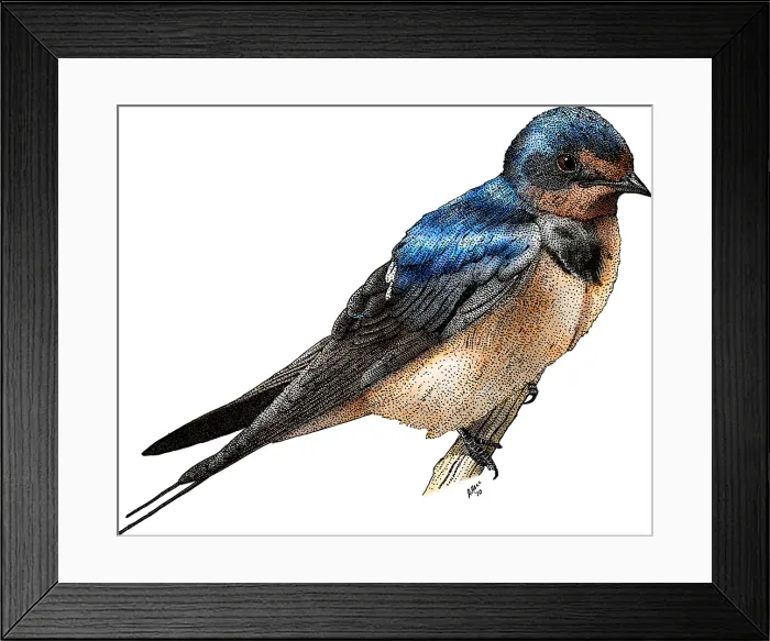 Framed Print : Barn Swallow Framed Print : Barn Swallow