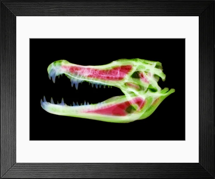 Framed Print : Caiman Skull X-ray Framed Print : Caiman Skull X-ray