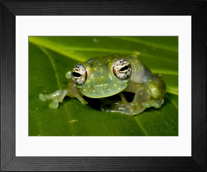 Framed Print : White Spotted Glass Frog
