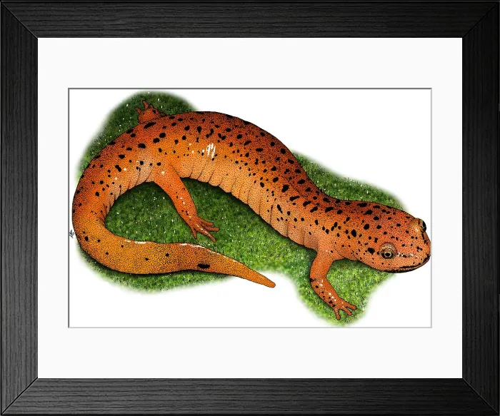 Framed Print : Red Salamander