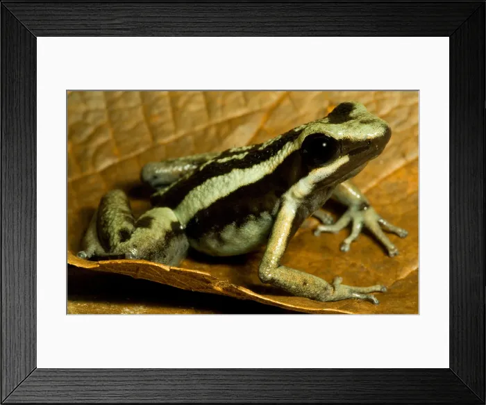 Framed Print : Pleasing Poison Frog Framed Print : Pleasing Poison Frog