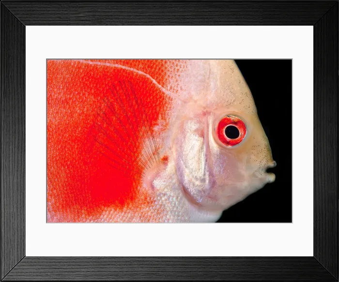 Framed Print : Common Discus Framed Print : Common Discus