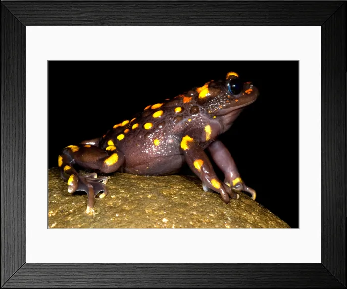 Framed Print : Chilean mountains false toad Framed Print : Chilean mountains false toad