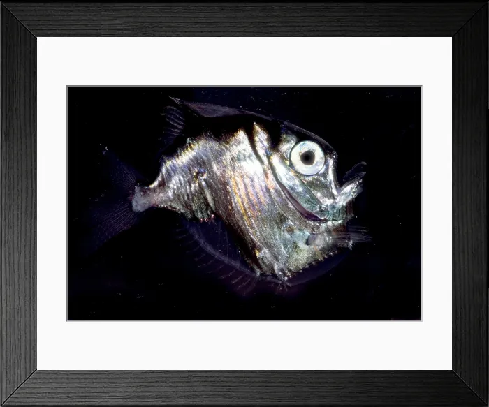 Framed Print : Deep Sea Hatchetfish Framed Print : Deep Sea Hatchetfish