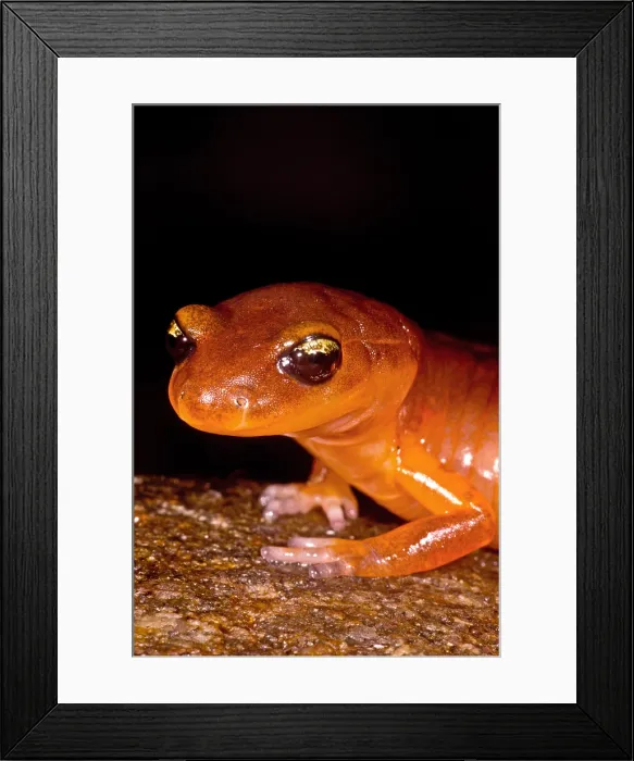 Framed Print : Yellow-eye Ensatina Salamander