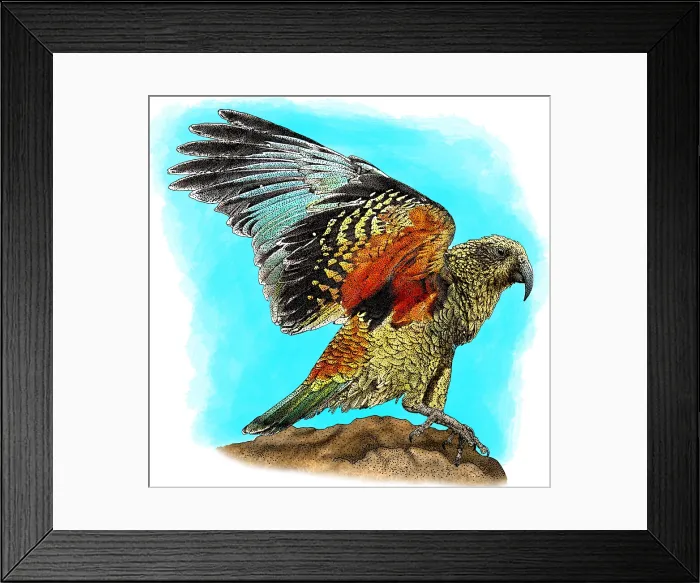 Framed Print : Kea. Illustration of a Kea (Nestor notabilis) Framed Print : Kea. Illustration of a Kea (Nestor notabilis)