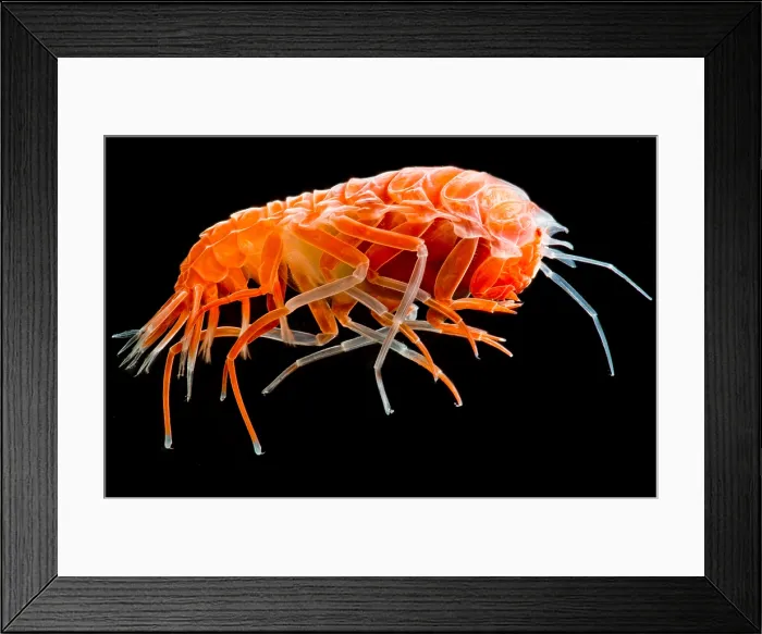 Framed Print : Colorful Amphipod Framed Print : Colorful Amphipod