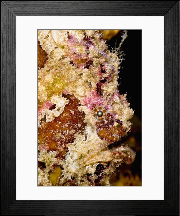 Framed Print : Frogfish, Antennarius sp. are some of the most cryptic predators found Framed Print : Frogfish, Antennarius sp. are some of the most cryptic predators found