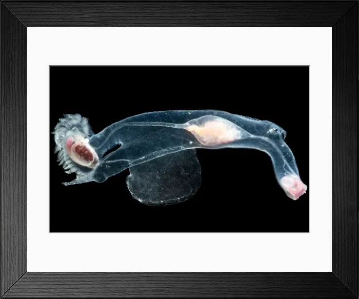 Framed Print : Heteropod Mollusk Framed Print : Heteropod Mollusk