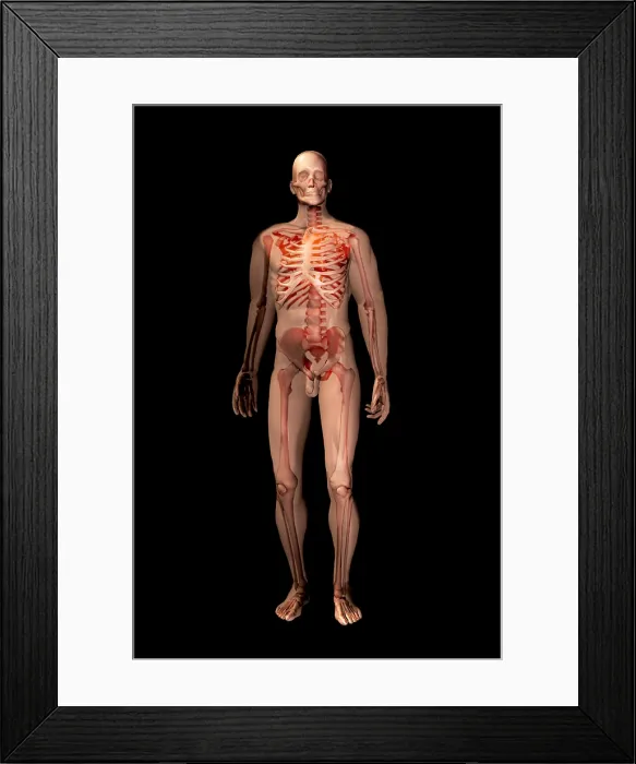 Framed Print : Skeleton. 3D illustration of the human skeleton Framed Print : Skeleton. 3D illustration of the human skeleton