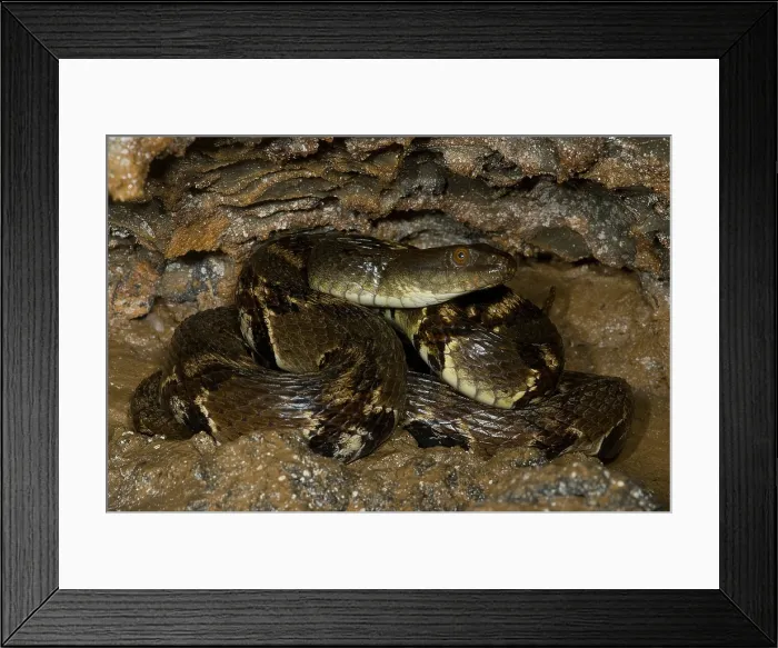 Framed Print : Asiatic Water Snake Framed Print : Asiatic Water Snake