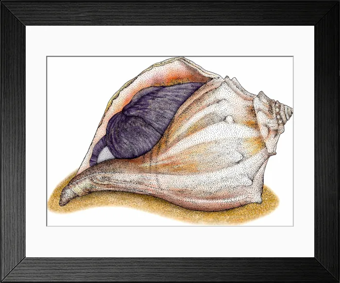 Framed Print : Knobbed whelk Framed Print : Knobbed whelk