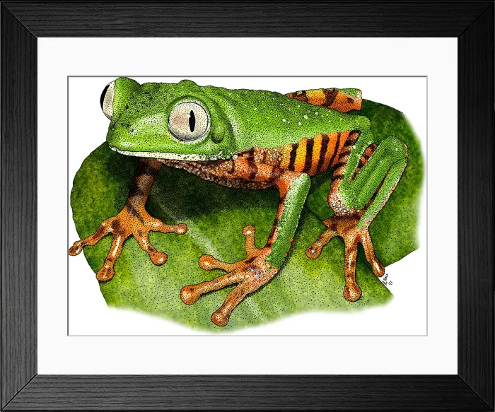Framed Print : Tiger-Legged Monkey Frog Framed Print : Tiger-Legged Monkey Frog
