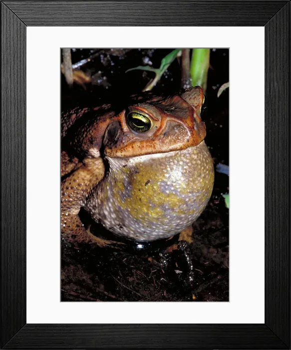 Framed Print : Rococo toad Framed Print : Rococo toad