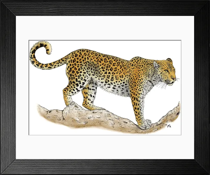 Framed Print : Leopard. Colorized pen and ink illustration of a Leopard (Panthera pardus) Framed Print : Leopard. Colorized pen and ink illustration of a Leopard (Panthera pardus)