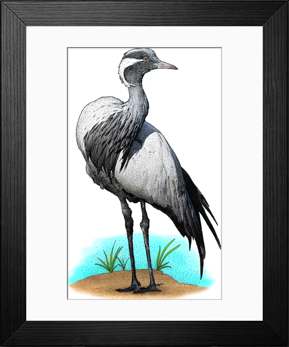 Framed Print : Demoiselle Crane, Illustration Framed Print : Demoiselle Crane, Illustration