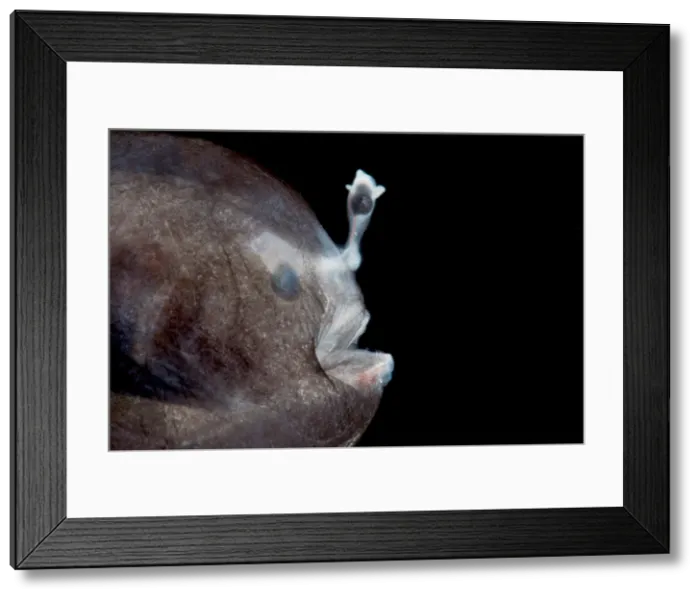 Framed Print : Dreamer, Oneirodidae