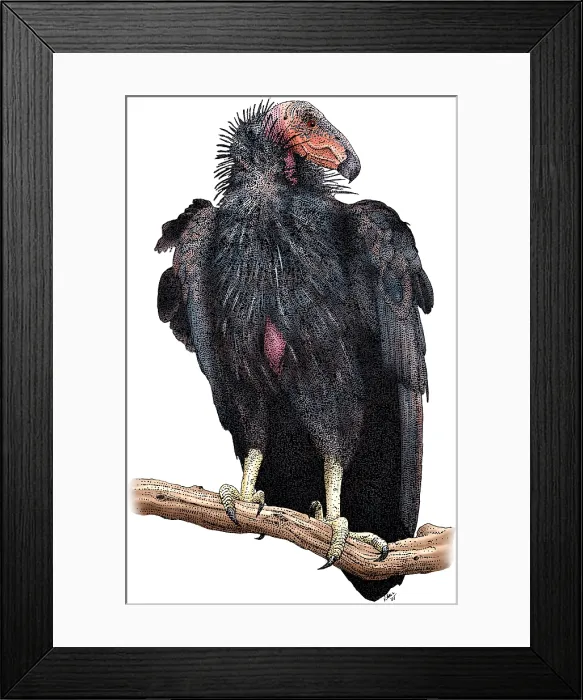Framed Print : California Condor Framed Print : California Condor